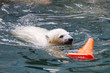 Polar bear cub swimming