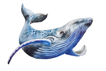 Watercolor Blue Whale. Illustration Isolated On White Background. For Design, Prints Or Background