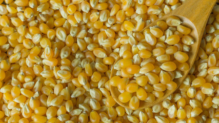 Canvas Print - corn seeds close up background image.