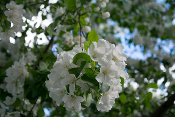  apple-tree in bloom