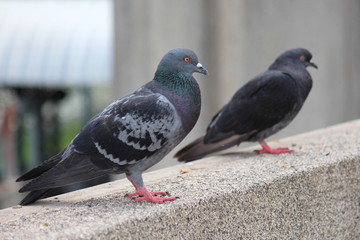 Pigeon,  it lives in NONG PRA JAK public park,  at UDONTHANI province THAILAND.