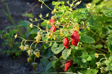 Wall Mural - ripe and unripe wild strawberry under sunlight