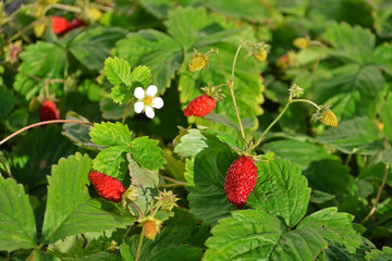 Wall Mural - ripe strawberry with a flower on a bush