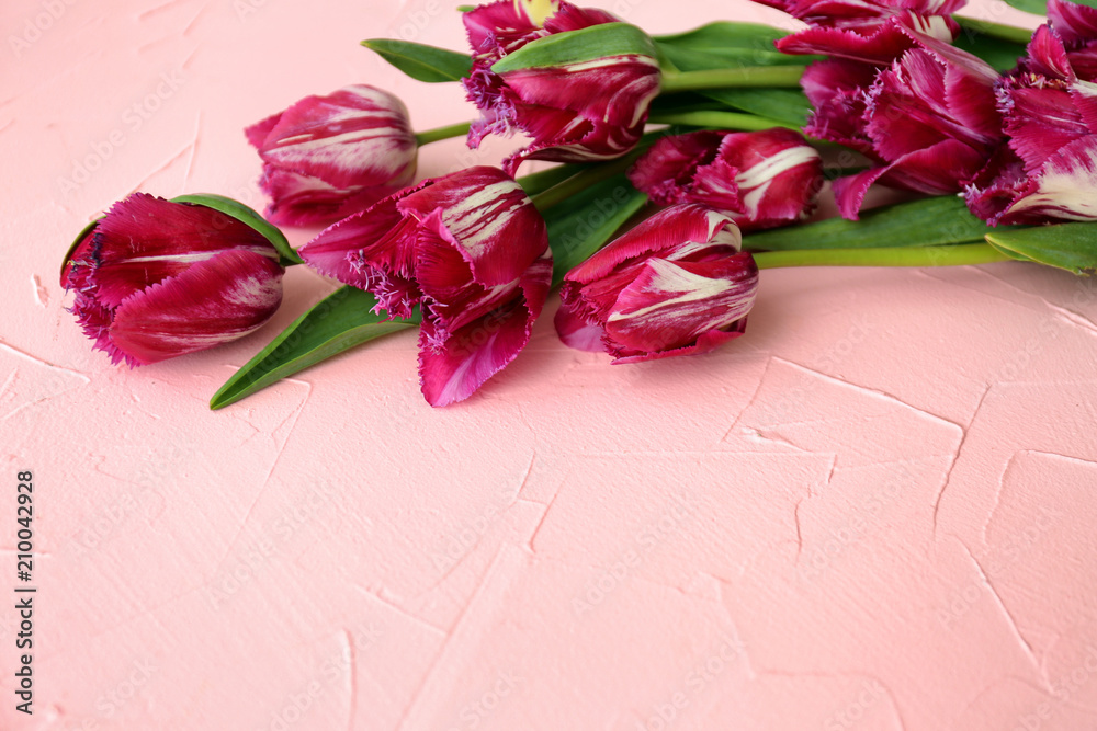 Beautiful tulips on color background