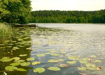 beautiful landscape with calm water lake with wooden pier and yellow waterlilies, reeds, trees and f