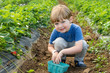 © hollydc - adorable toddler boy picking strawberries on farm during spring day