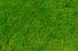 © singjai - green grass natural background texture