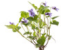 Beautiful violet spring viola flowers, Viola reichenbachiana, dog violet, with branches and leaves isolated on white