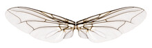 Wings Flesh Fly - Sarcophagidae