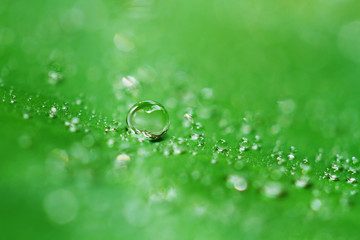 Rain drops on tropical leaf. Concept freshness, season, beauty care, environment conservation