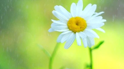 Sticker - Chamomile flowers field close up with rain drops, watering Daisy flowers. Beautiful nature scene with blooming medical chamomilles. Gardening. Slow motion 4K UHD video 3840x2160