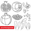 Vector set of outline Pomegranate half and whole fruit, ornate flower, leaf and seed in black isolated on white background. Drawing of ripe Pomegranate in contour for summer design or coloring book.
