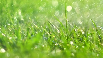 Sticker - Grass with rain drops. Watering lawn. Blurred grass background with water drops closeup. Nature. Environment concept. Slow motion 4K UHD video 3840X2160