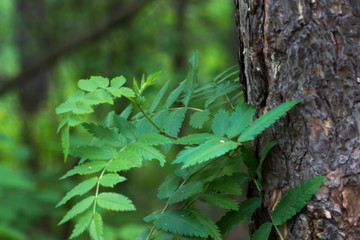 young growth of mountain ash in the forest