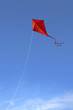 Red kite in the sky