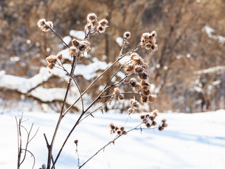 Sticker - dried thistle at the edge of forest in winter