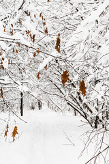 Poster - frozen maple leaves on snow-covered branche