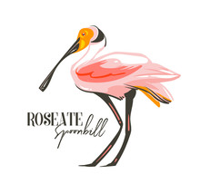 Hand Drawn Vector Abstract Cartoon Summer Time Graphic Decoration Illustrations Art With Exotic Tropical Rainforest Roseate Spoonbill Bird Isolated On White Background