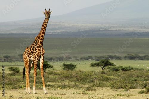 Photo Giraffe with Landscape in the background