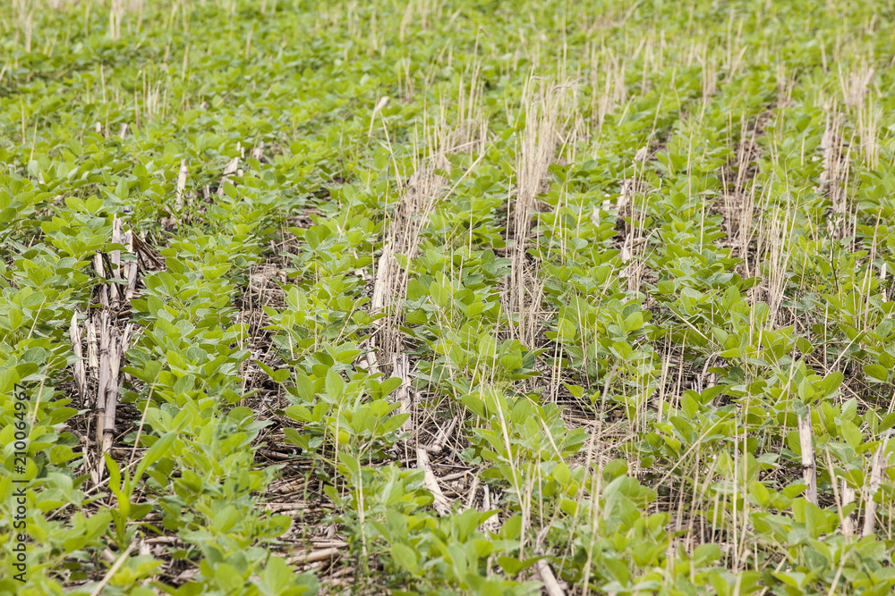 Curved rows of soybeans planted on a cereal rye cover crop. - obrazy, fototapety, plakaty 