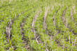 © Margaret Burlingham - Curved rows of soybeans planted on a cereal rye cover crop.