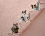 Fototapeta Koty - Three cats on a pink stairway, Chios, Greece, Europe 