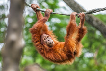 Young Orangutan With Funny Pose Swinging On A Rope