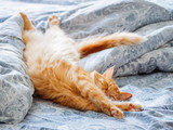 Fototapeta Koty - Cute ginger cat lying in bed. Fluffy pet stretching. Cozy home background, morning bedtime.