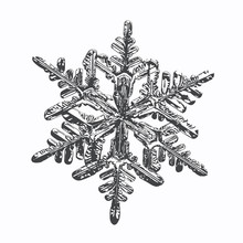 Snowflake On White Background. This Vector Illustration Based On Macro Photo Of Real Snow Crystal: Complex Stellar Dendrite With Fine Hexagonal Symmetry, Ornate Shape And Six Thin, Elegant Arms.
