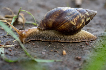 snail