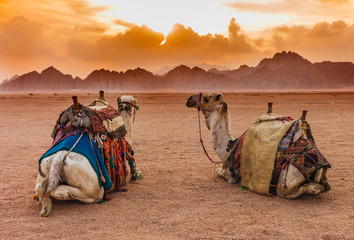 two camels are in the sinai desert, sharm el sheikh, sinai peninsula, egypt. orange beautiful sunset