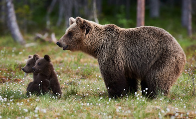 Wall Mural - mother bear and cubs