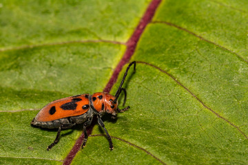 Wall Mural - Red Milkweed Beetle (Tetraopes tetrophthalmus)