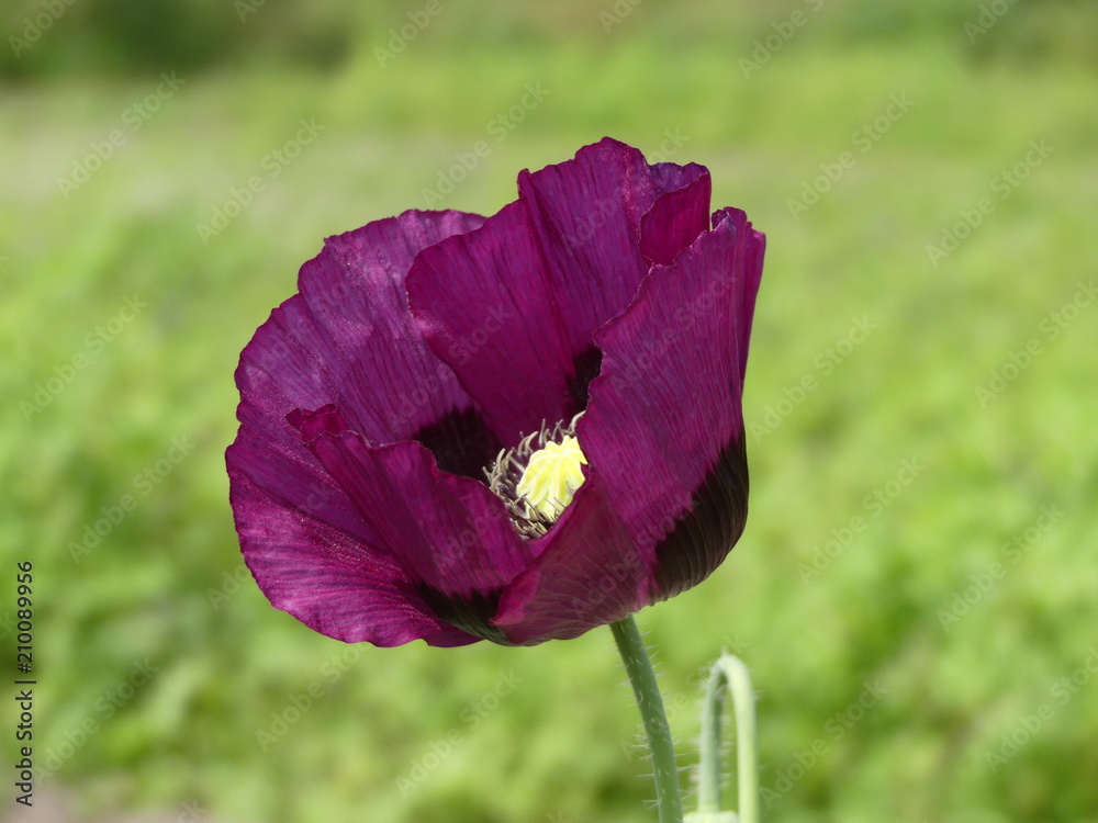 Papaver somniferum - Purple Poppy, on its own with a green bokeh background, in England - obrazy, fototapety, plakaty 