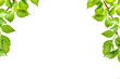 Green leaves on a white background