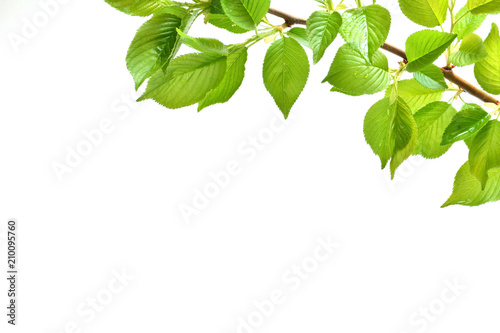 Fotomural Green leaves on a white background
