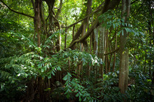 Jungle Roots From Banyan Tree - Sungei Buloh, Singapore