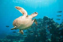 Diving With A Curious Green Sea Turtle In Blue Water