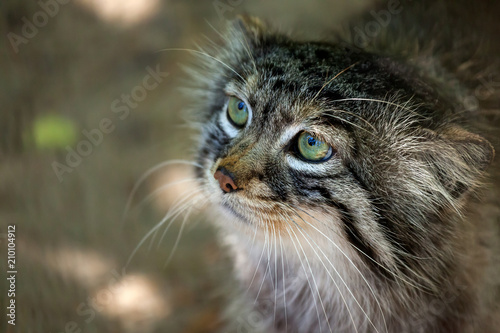 Close-up portrait of a beautiful brown pallas cat with green eyes, view from bel Poster