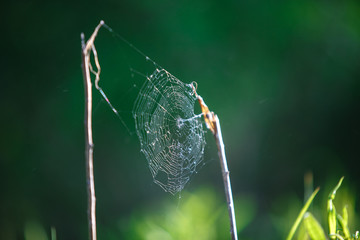 Wall Mural - Web between two branches on a green background