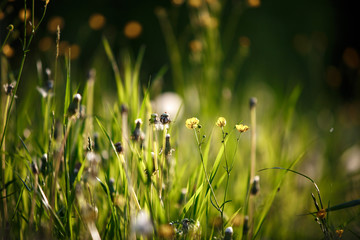 Wall Mural - Meadow grass is illuminated by the rays of the sun