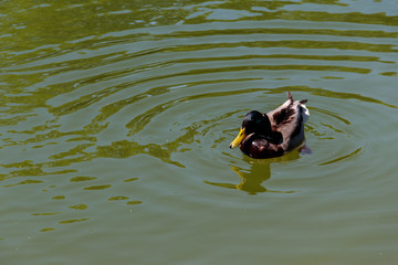 Poster - Wild duck on the lake surface