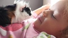 Funny Kid Girl Play With Cavy Guinea Pig Kissing Her Muzzle - Pet Animal In Childhood