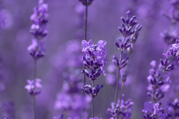 Poster - field lavender flower background