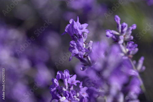 field lavender flower background