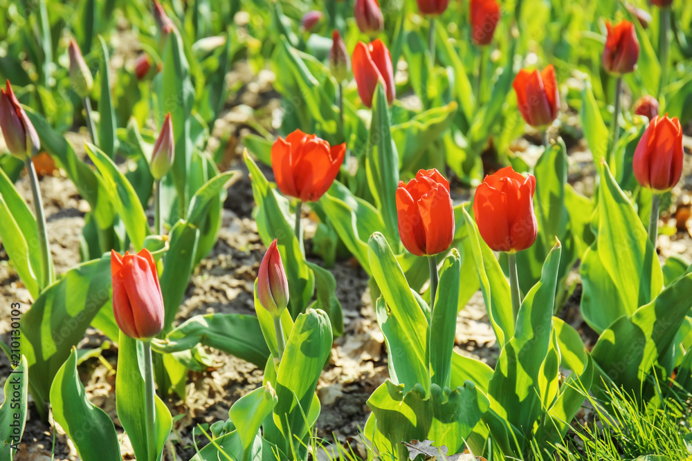 Beautiful blossoming tulips on spring day outdoors