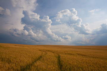 Wall Mural - Summer landscape with wheat field and stormy clouds