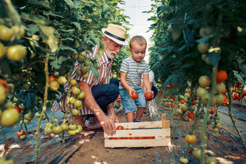 Wall Mural - Grandfather and his grandson in a greenhouse