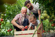 © ivanko80 - Grandfather,son and grandson in tomato plant at hothouse