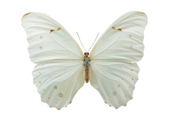 butterfly morpho polyphemus m